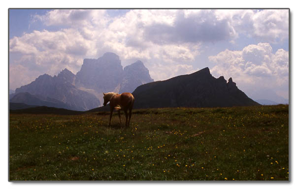 Dopo gatti e cani parliamo del Cavallo?